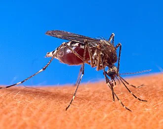 Aedes_aegypti_biting_human