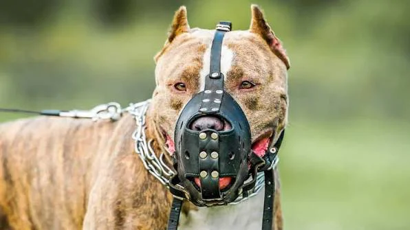 PERRO