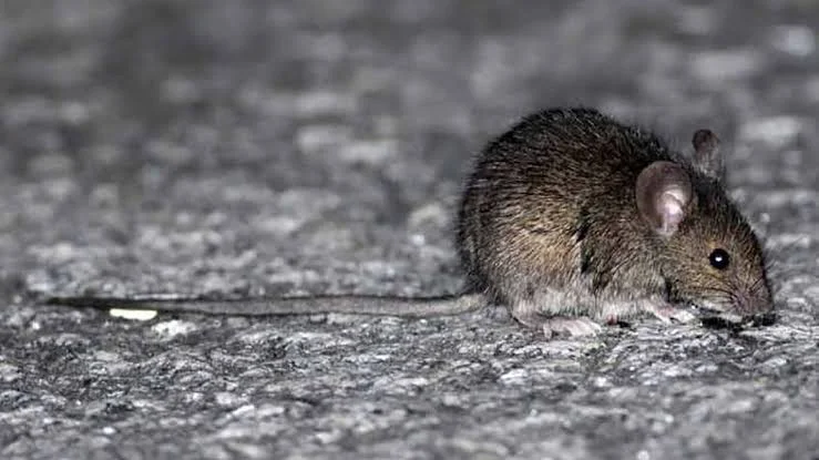RATI