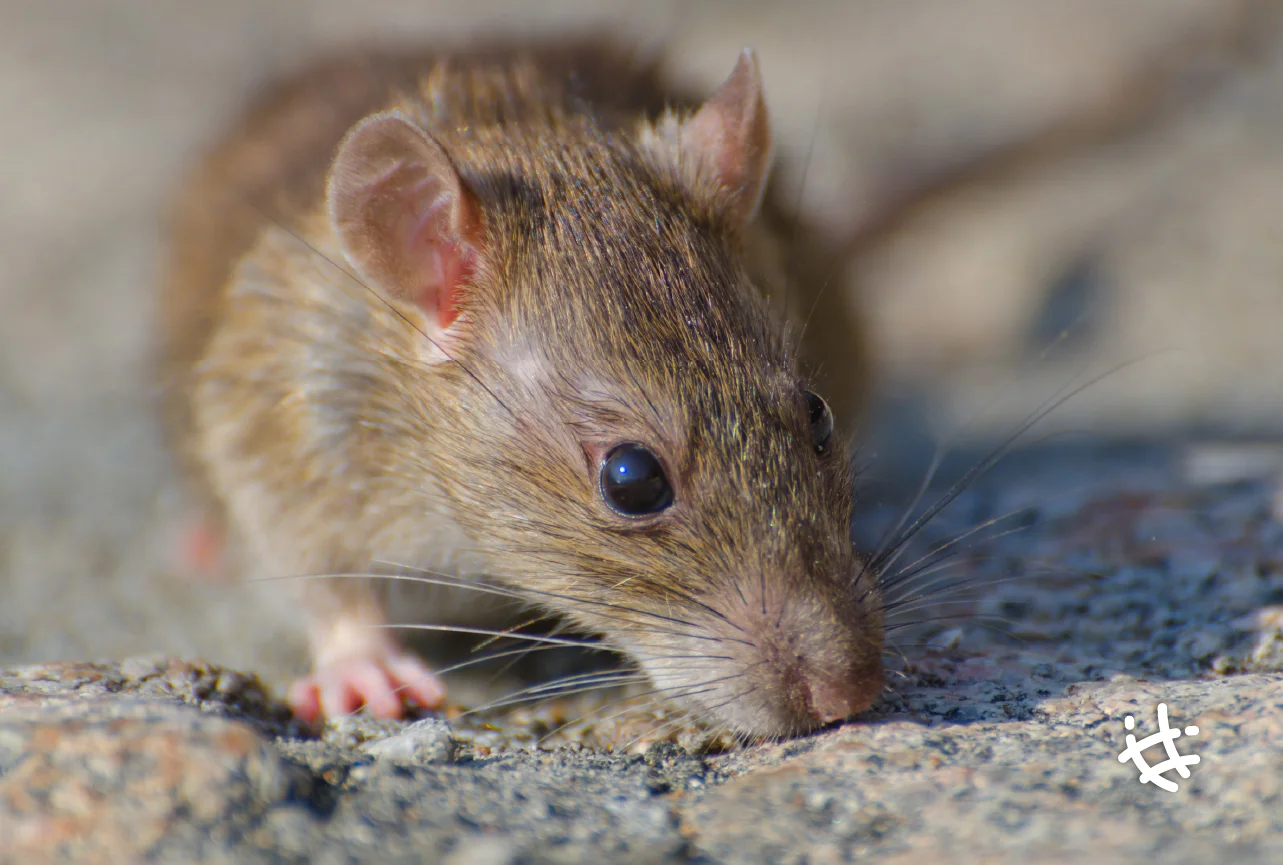 13-5-Hantavirus-03