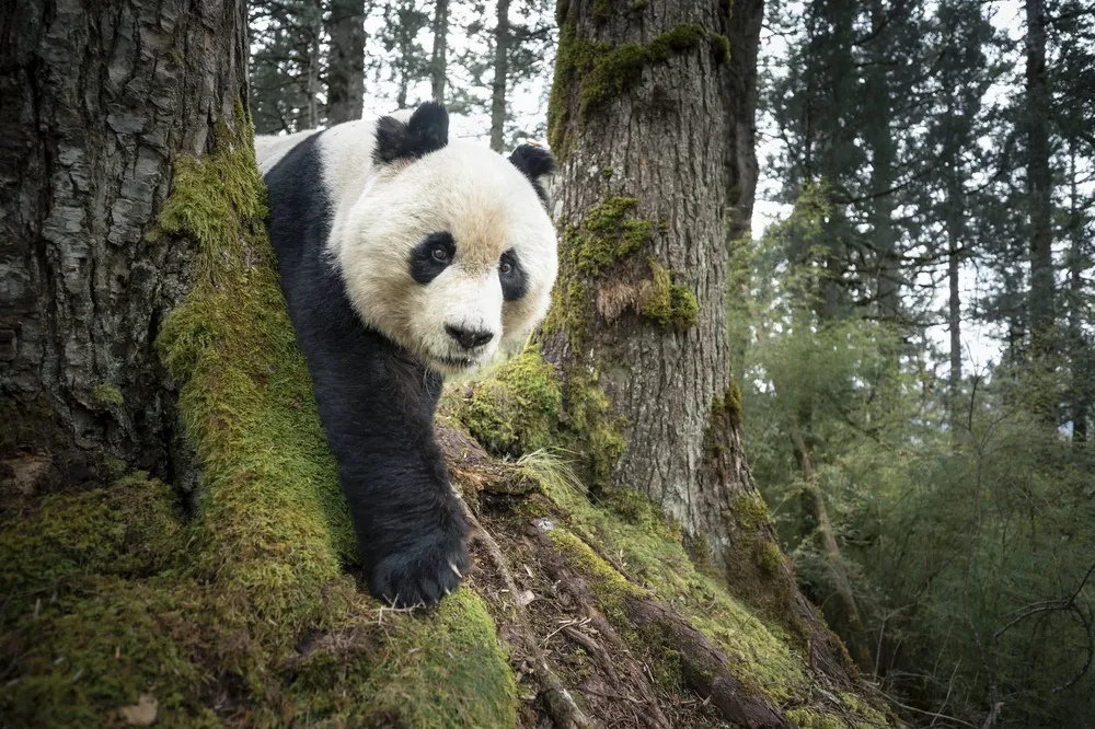WPP-2026Contest-AsiaPacificAndOceania-SIN-RobGGreen